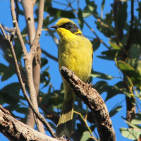 Yellow-tufted Honeyeater